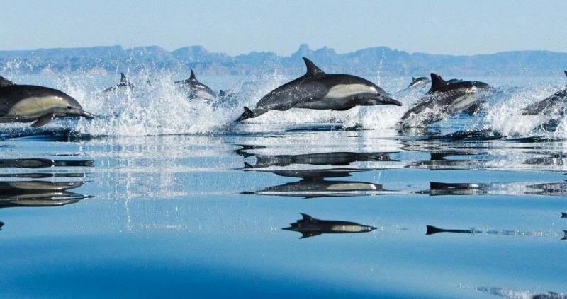 Media carnet de voyage